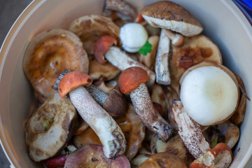 Mushrooms in a bucket. Harvested mushrooms harvested in the forest. Mushrooms are delicious food.