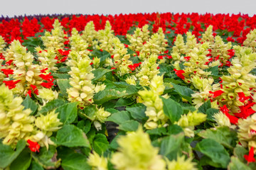 yellow and red flowers