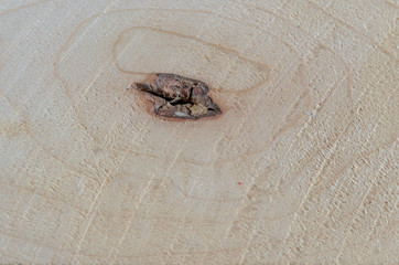 Natural wood texture closeup. Tree cut background. Wood working, timber processing.