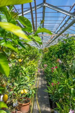greenhouse scenery