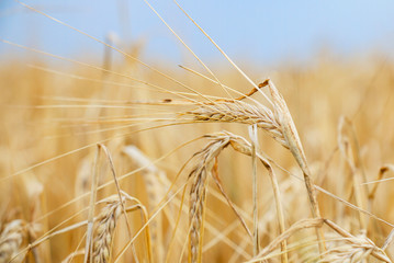 Wheat field. Ears of golden wheat close-up. Beautiful nature Rural landscape under the shining sunlight. Background of ripening wheat field ears. The concept of a rich harvest.