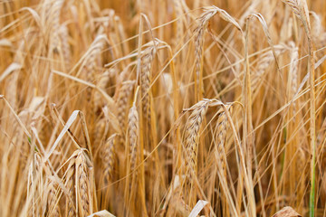 Wheat field. Ears of golden wheat close-up. Beautiful nature Rural landscape under the shining sunlight. Background of ripening wheat field ears. The concept of a rich harvest.