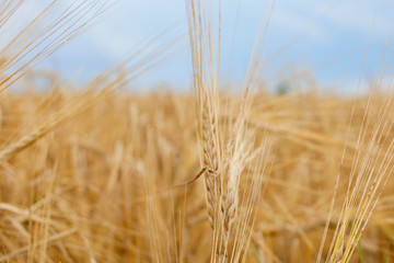 Wheat field. Ears of golden wheat close-up. Beautiful nature Rural landscape under the shining sunlight. Background of ripening wheat field ears. The concept of a rich harvest.