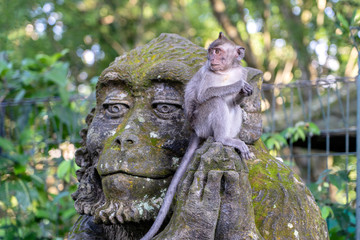 Portrait of a monkey sitting on a stone sculpture of a monkey at sacred monkey forest in Ubud, island Bali, Indonesia . Closeup © OlegD