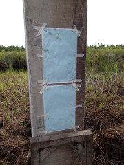 Calendering test for pile