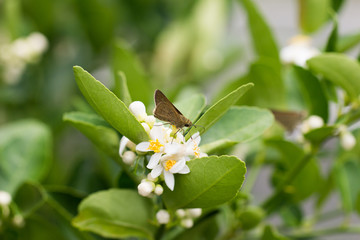 butterfly on flower