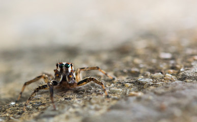 Jumping spider eating mosquitoes