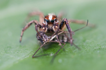 Jumping spider eating mosquitoes