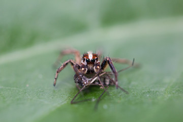 Jumping spider eating mosquitoes