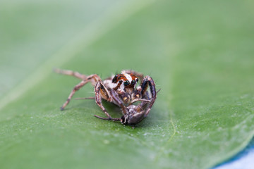 Jumping spider eating mosquitoes