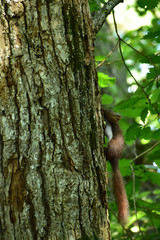 木に登る秋のエゾリス