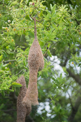 Fototapeta na wymiar Bird's nest squirrel on a tree