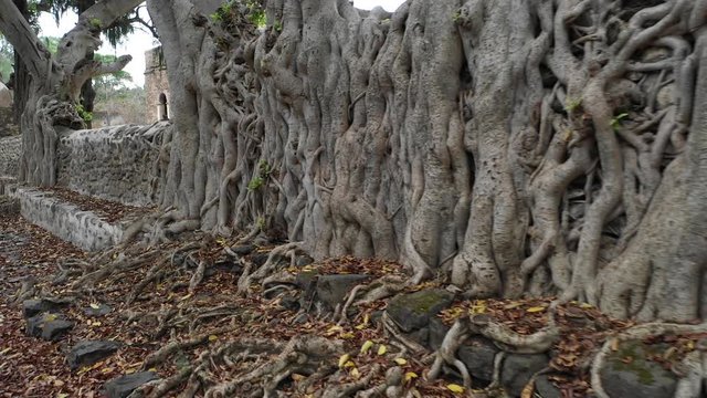 Slow drone flight past ancient trees at historic compound of Fasilides' bath, a top tourist attraction and historic landmark in Gondar, Ethiopia