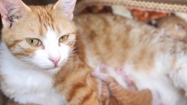 Yellow mother cat staring at camera while feeding her baby cat, 4k footage, slow motion.