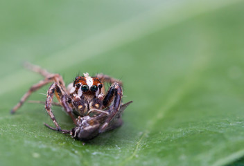 Jumping spider eating mosquitoes