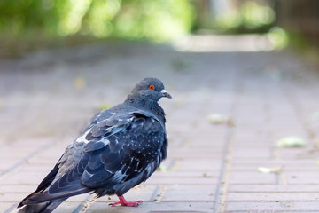 Gray single dove in city park. Lonely bird. Blurred background.