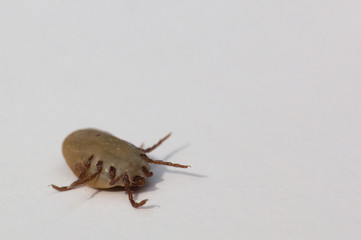 Lice ticks louse