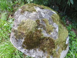 roche et mousse