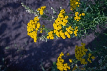 Macro shot of tanacetum vulgare also known as tansy, buttons flower. medicinal plant flowers closup