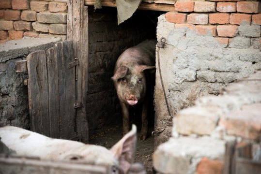 rural pig farm. pig in village piggery