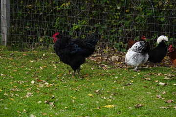 hen and chickens