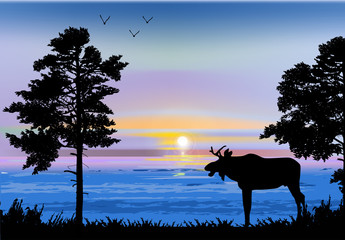 moose silhouettes in near water at sunset