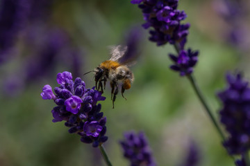 bee on a blooming lavender