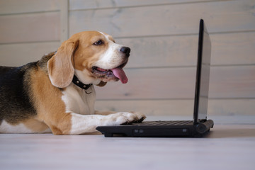funny Beagle dog looks at the laptop screen and keeps his paws on the keyboard lying on the wooden floor
