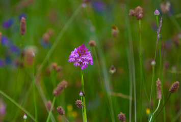 Orquídea piramidal (anacamptis pyramidalis (l.)