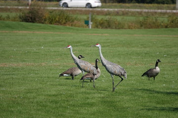 Family of Sandhill Cranes searching for food