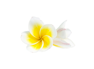 Frangipani flower isolated on white