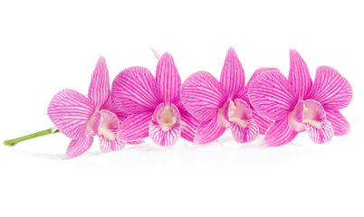 pink orchid flowers isolated on white background