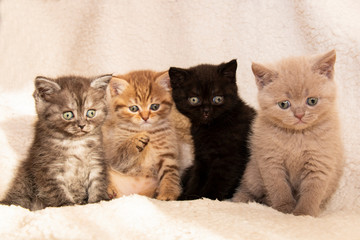 Fototapeta na wymiar four little british multi-colored kittens