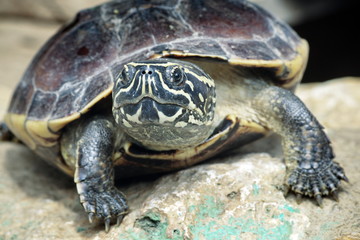 Natural patterns and colors on the Malayan Snail face.