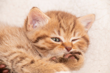 little ginger striped british kitten