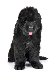 puppy newfoundland dog