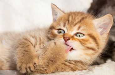 Obraz na płótnie Canvas ginger little kitten british licks paw