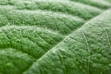 Texture of green leaf, closeup