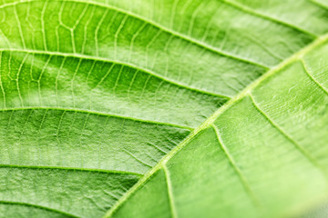 Texture of green leaf, closeup