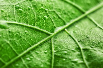 Texture of green leaf with water drops, closeup