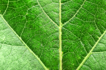 Texture of green leaf, closeup