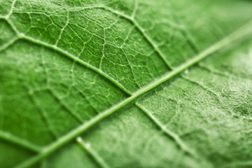 Texture of green leaf, closeup