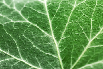 Texture of green leaf, closeup