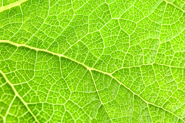 Texture of green leaf, closeup