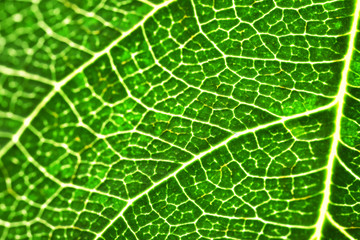 Texture of green leaf, closeup