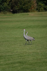 Fototapeta premium Beautiful Family of Sandhill cranes searching for food