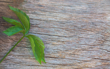 Rustic wooden old background with a branch of wild grape leaves