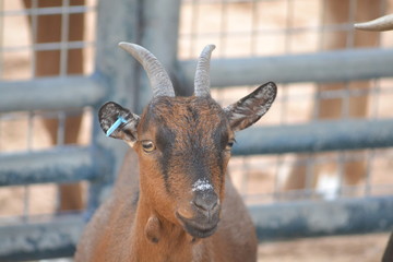 portrait of a goat