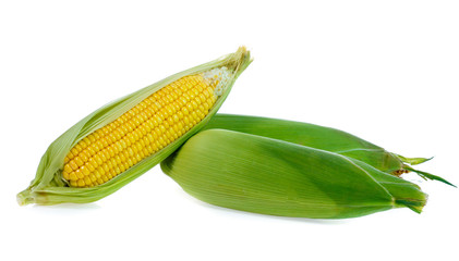 Corn on white background