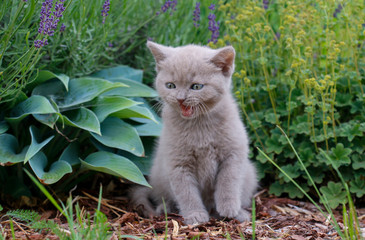 Naklejka na ściany i meble little gray kitten in the garden on the green grass meows